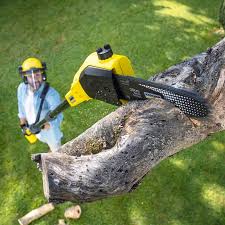 Best Organic Lawn Care Solutions  in China Grove, TX