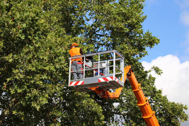  China Grove, TX Tree Removal Pros