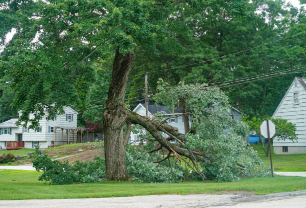 Best Fruit Tree Pruning  in China Grove, TX